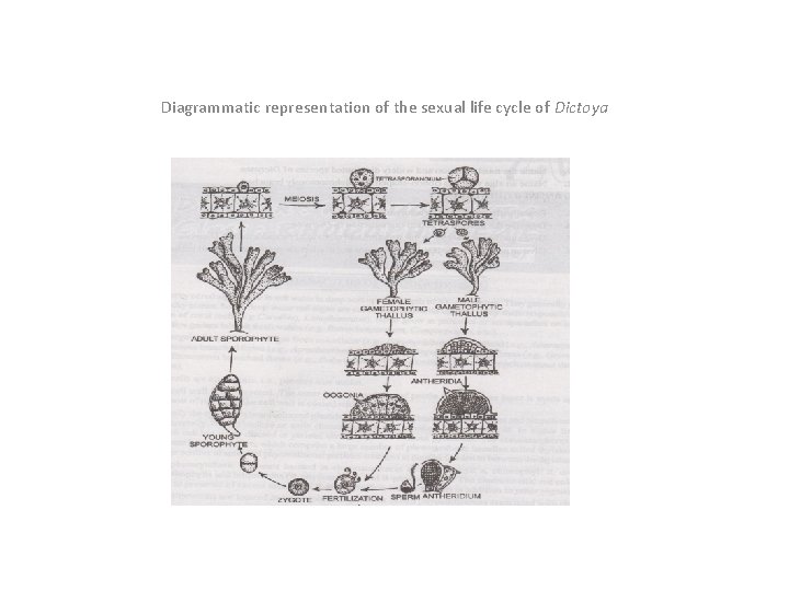 Diagrammatic representation of the sexual life cycle of Dictoya 