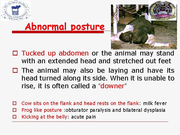 Abnormal posture o Tucked up abdomen or the animal may stand with an extended Abnormal posture o Tucked up abdomen or the animal may stand with an extended