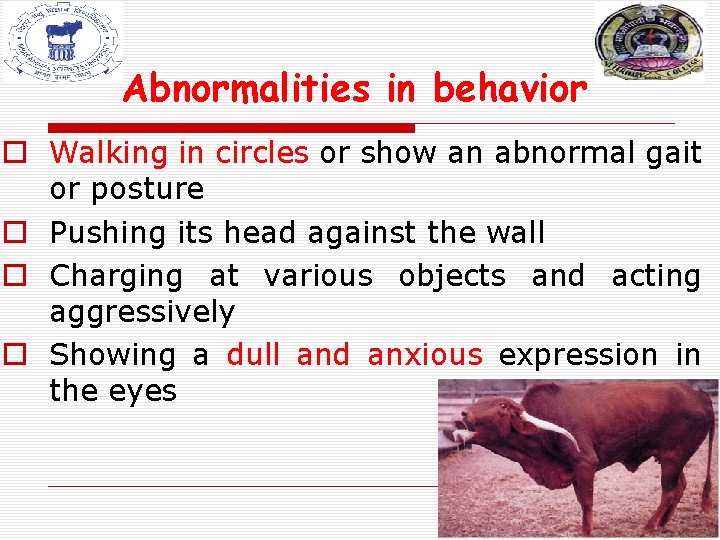 Abnormalities in behavior o Walking in circles or show an abnormal gait or posture Abnormalities in behavior o Walking in circles or show an abnormal gait or posture
