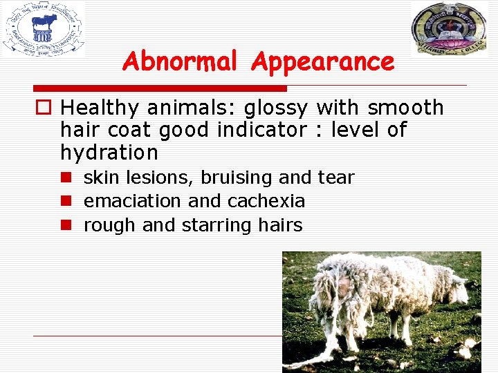 Abnormal Appearance o Healthy animals: glossy with smooth hair coat good indicator : level Abnormal Appearance o Healthy animals: glossy with smooth hair coat good indicator : level