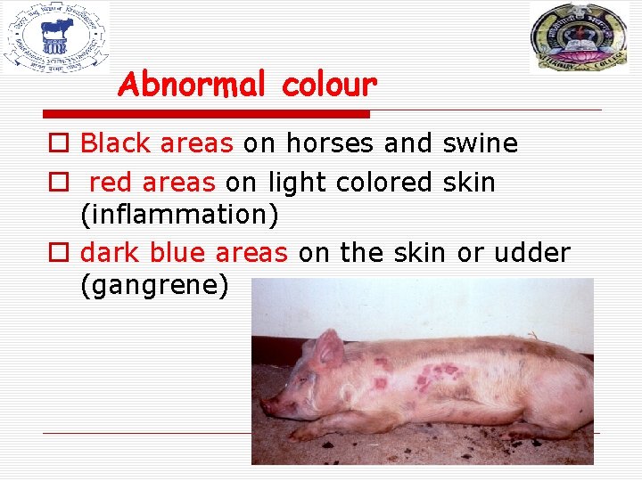 Abnormal colour o Black areas on horses and swine o red areas on light Abnormal colour o Black areas on horses and swine o red areas on light