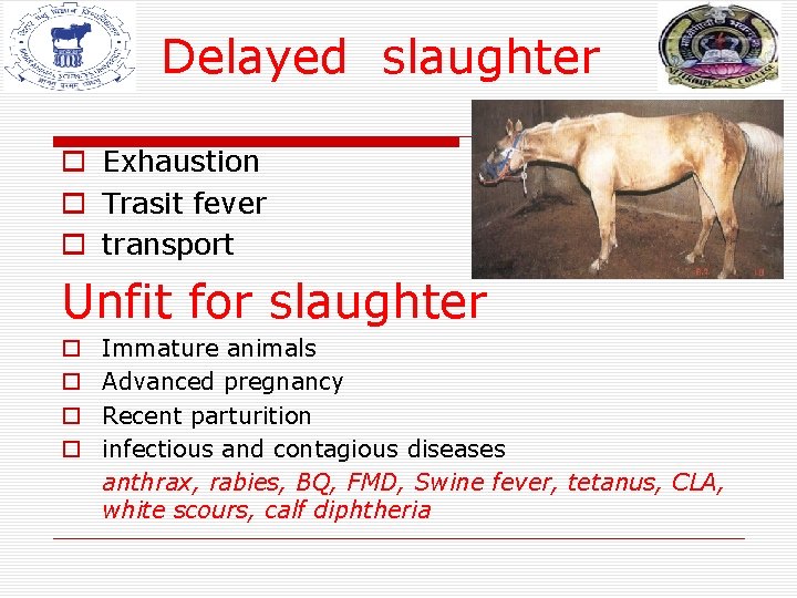 Delayed slaughter o Exhaustion o Trasit fever o transport Unfit for slaughter o o Delayed slaughter o Exhaustion o Trasit fever o transport Unfit for slaughter o o