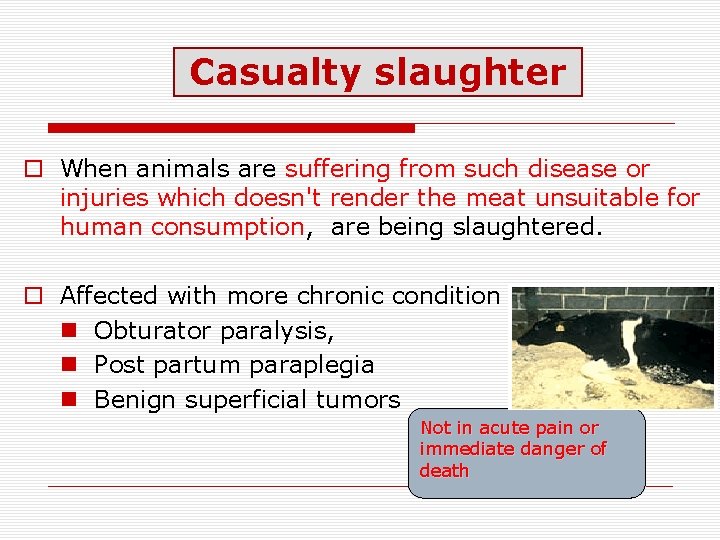 Casualty slaughter o When animals are suffering from such disease or injuries which doesn't Casualty slaughter o When animals are suffering from such disease or injuries which doesn't
