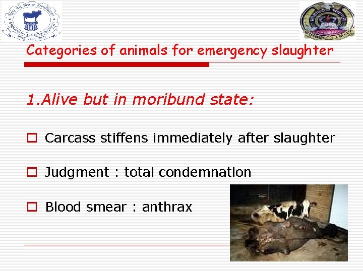 Categories of animals for emergency slaughter 1. Alive but in moribund state: o Carcass Categories of animals for emergency slaughter 1. Alive but in moribund state: o Carcass