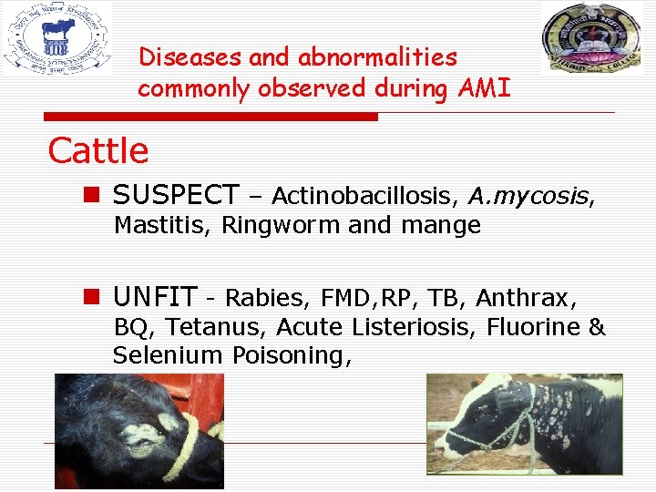 Diseases and abnormalities commonly observed during AMI Cattle n SUSPECT – Actinobacillosis, A. mycosis, Diseases and abnormalities commonly observed during AMI Cattle n SUSPECT – Actinobacillosis, A. mycosis,