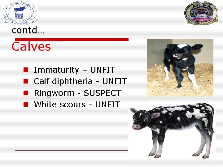 contd… Calves n n Immaturity – UNFIT Calf diphtheria - UNFIT Ringworm - SUSPECT contd… Calves n n Immaturity – UNFIT Calf diphtheria - UNFIT Ringworm - SUSPECT