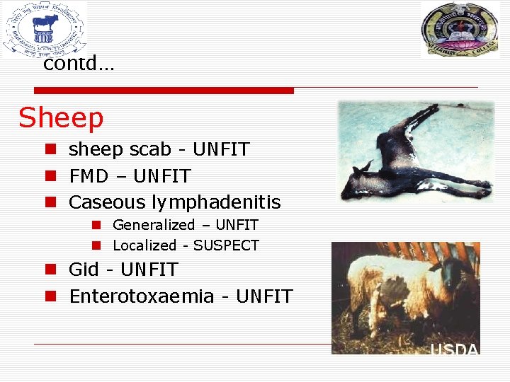 contd… Sheep n sheep scab - UNFIT n FMD – UNFIT n Caseous lymphadenitis contd… Sheep n sheep scab - UNFIT n FMD – UNFIT n Caseous lymphadenitis