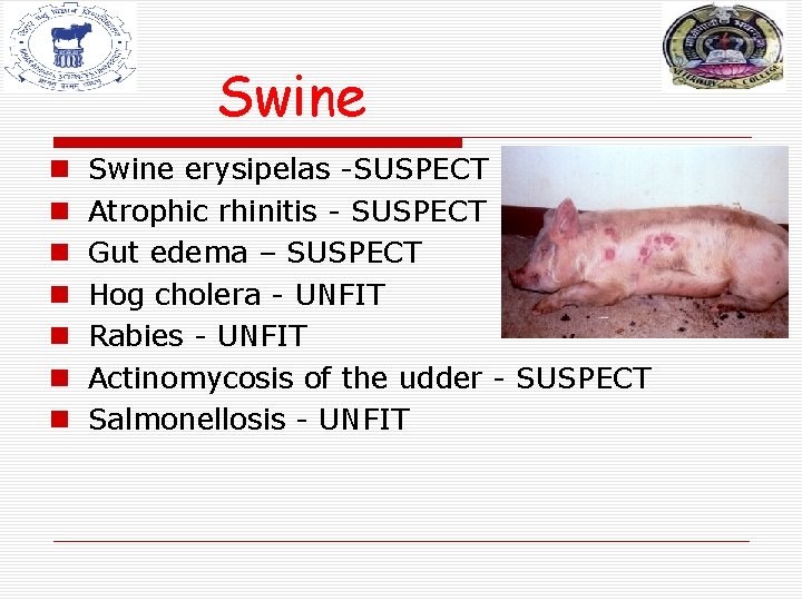 Swine n n n n Swine erysipelas -SUSPECT Atrophic rhinitis - SUSPECT Gut edema Swine n n n n Swine erysipelas -SUSPECT Atrophic rhinitis - SUSPECT Gut edema