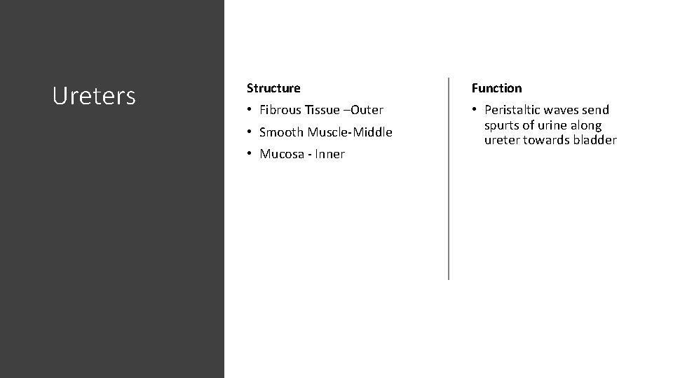 Ureters Structure Function • Fibrous Tissue –Outer • Peristaltic waves send spurts of urine