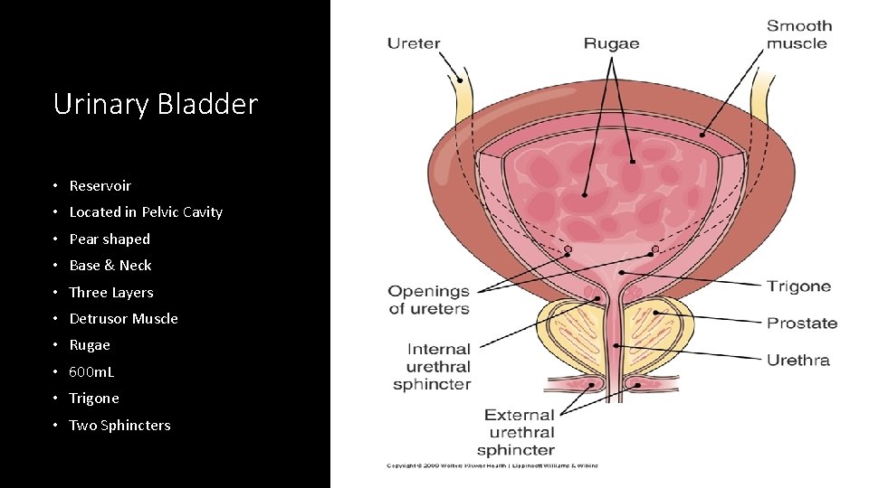 Urinary Bladder • Reservoir • Located in Pelvic Cavity • Pear shaped • Base