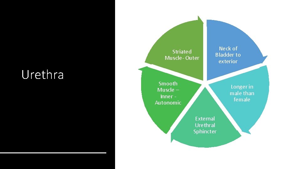 Striated Muscle- Outer Urethra Neck of Bladder to exterior Smooth Muscle – Inner Autonomic