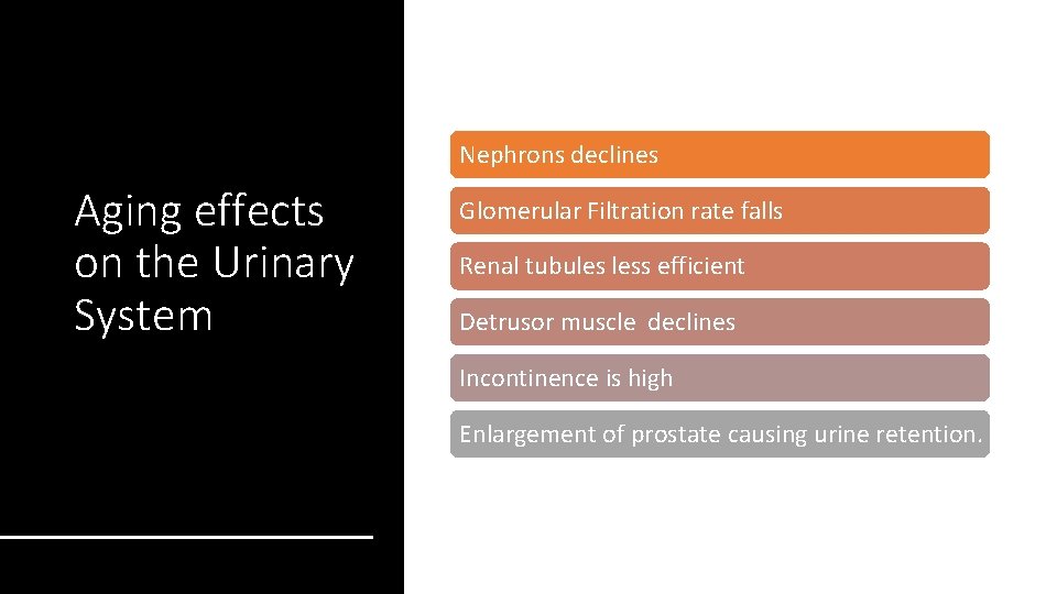 Nephrons declines Aging effects on the Urinary System Glomerular Filtration rate falls Renal tubules