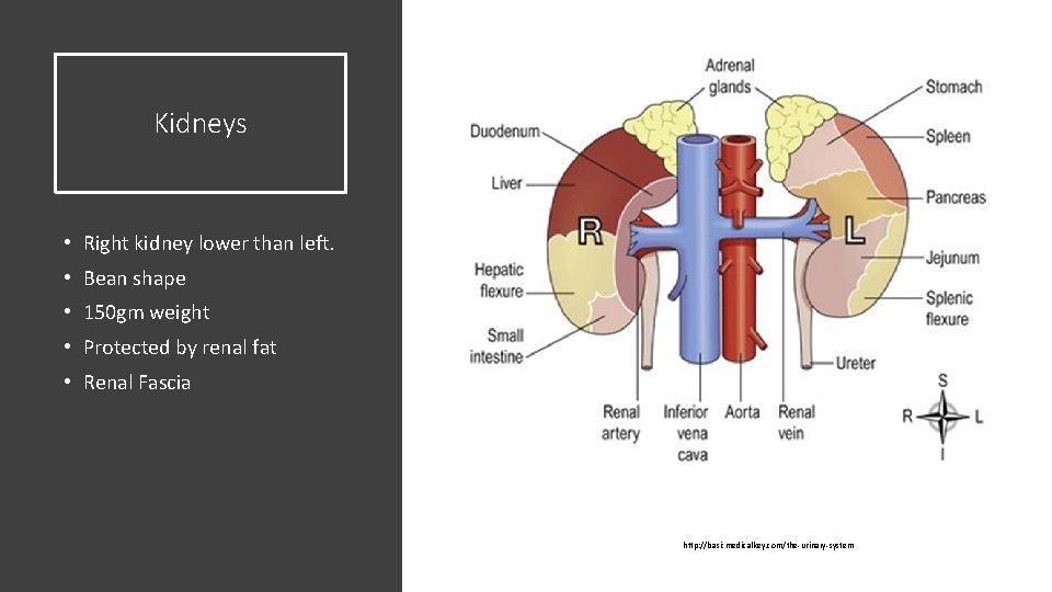 Kidneys • Right kidney lower than left. • Bean shape • 150 gm weight