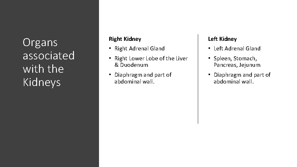 Organs associated with the Kidneys Right Kidney Left Kidney • Right Adrenal Gland •