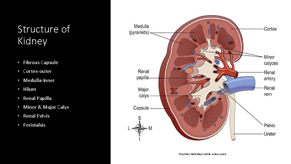 Structure of Kidney • Fibrous Capsule • Cortex-outer • Medulla-Inner • Hilum • Renal