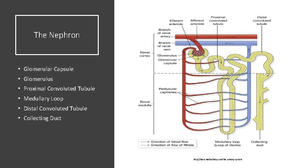 The Nephron • Glomerular Capsule • Glomerulus • Proximal Convoluted Tubule • Medullary Loop