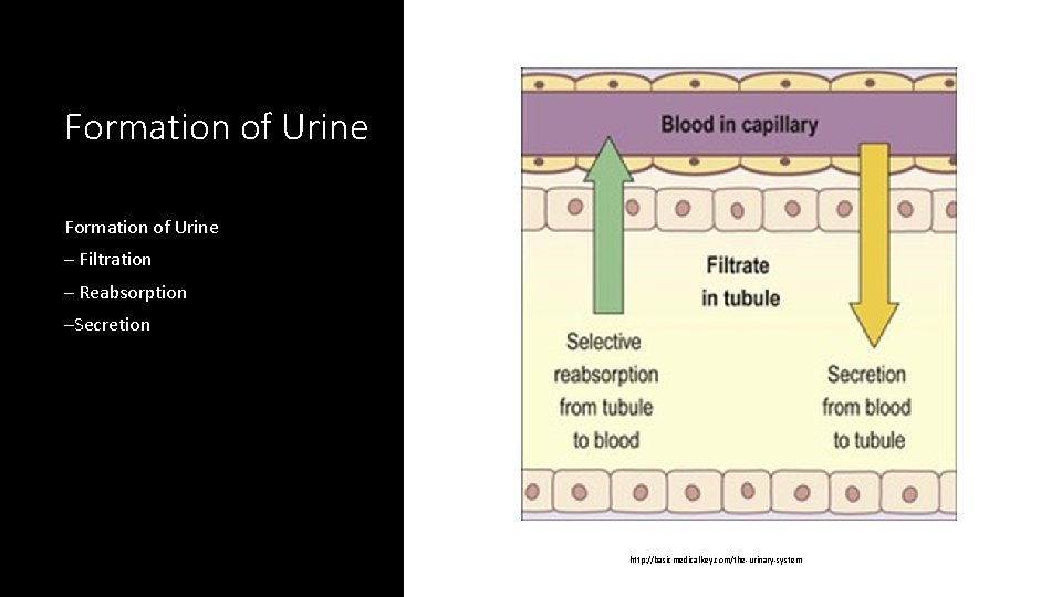 Formation of Urine – Filtration – Reabsorption –Secretion http: //basicmedicalkey. com/the-urinary-system 