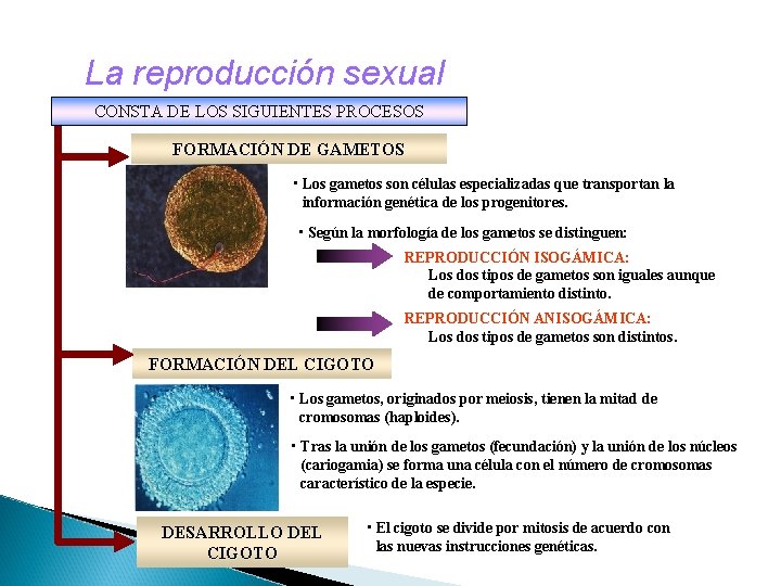 La reproducción sexual CONSTA DE LOS SIGUIENTES PROCESOS FORMACIÓN DE GAMETOS • Los gametos