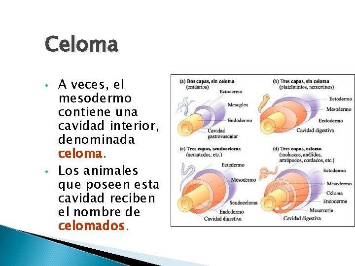 Celoma • • A veces, el mesodermo contiene una cavidad interior, denominada celoma. Los