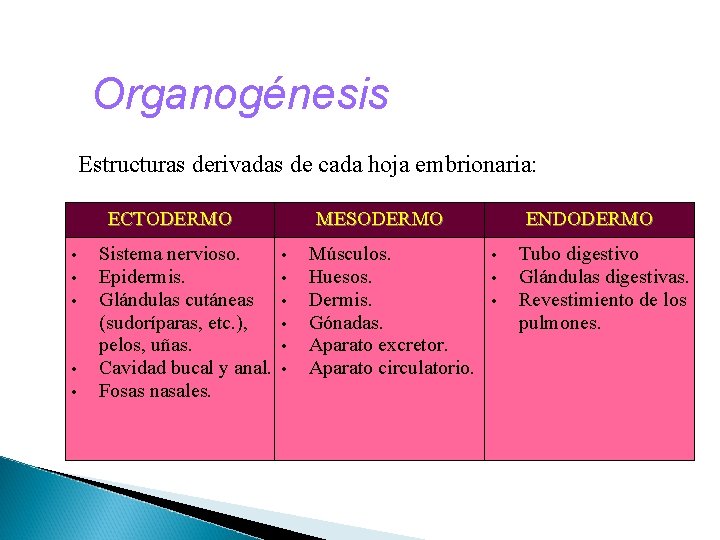 Organogénesis Estructuras derivadas de cada hoja embrionaria: ECTODERMO • • • Sistema nervioso. Epidermis.