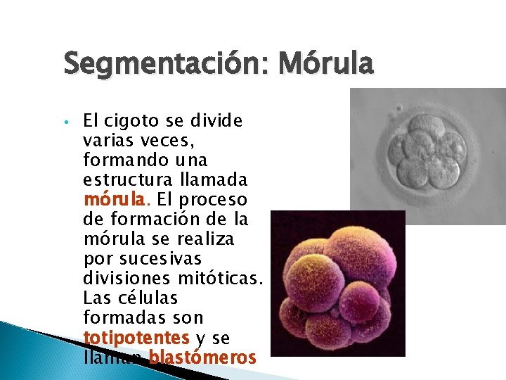 Segmentación: Mórula • El cigoto se divide varias veces, formando una estructura llamada mórula.