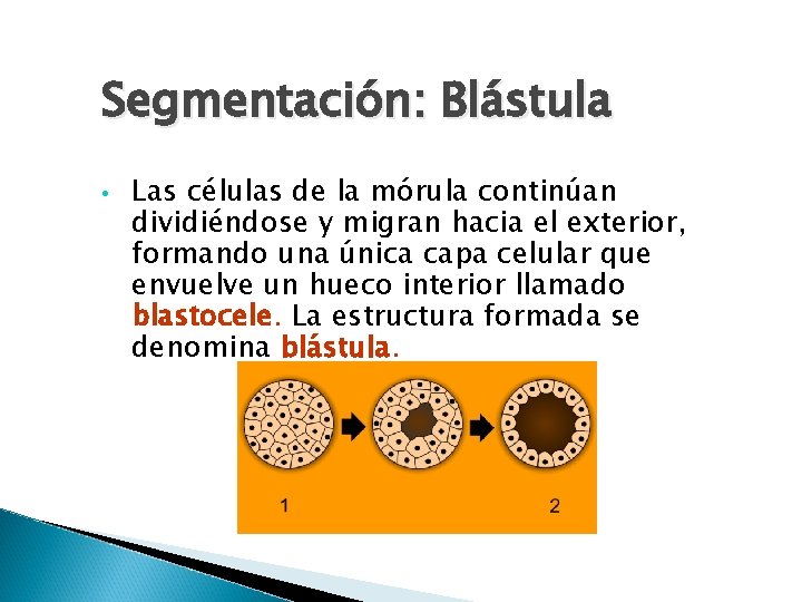 Segmentación: Blástula • Las células de la mórula continúan dividiéndose y migran hacia el