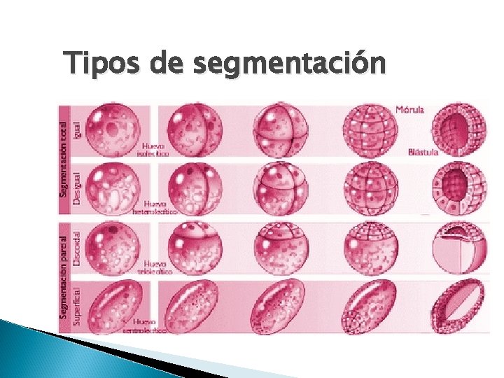 Tipos de segmentación 