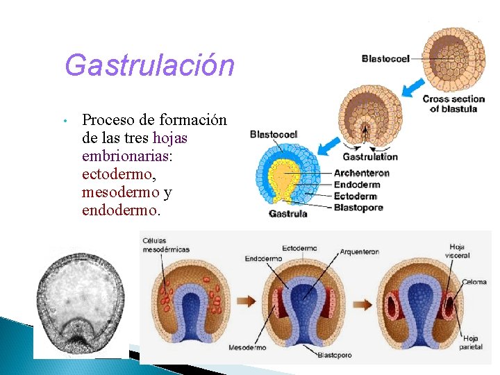 Gastrulación • Proceso de formación de las tres hojas embrionarias: ectodermo, mesodermo y endodermo.