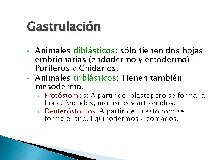 Gastrulación • • Animales diblásticos: sólo tienen dos hojas embrionarias (endodermo y ectodermo): Poríferos