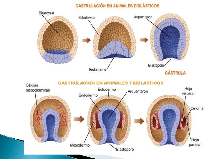 GASTRULACIÓN EN ANIMALES TRIBLÁSTICOS 