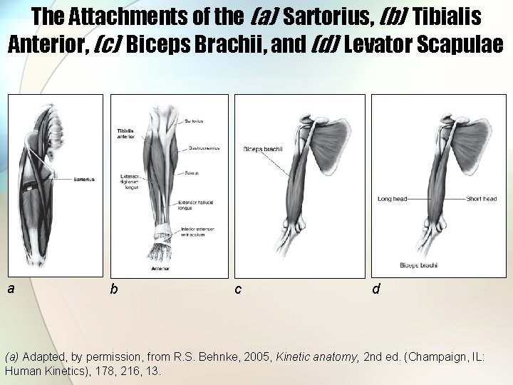 The Attachments of the (a) Sartorius, (b) Tibialis Anterior, (c) Biceps Brachii, and (d)