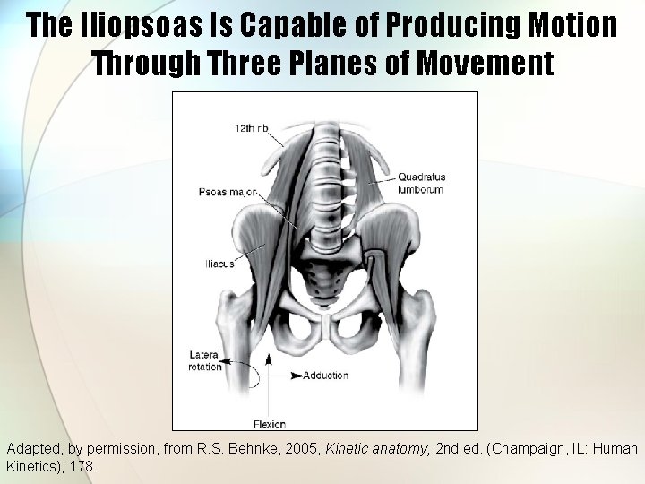 The Iliopsoas Is Capable of Producing Motion Through Three Planes of Movement Adapted, by