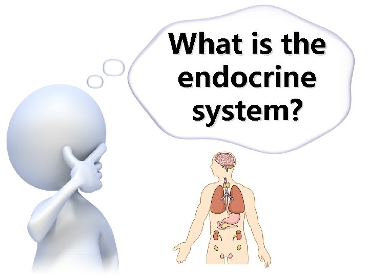 What is the endocrine system? 