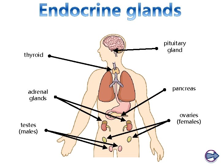 thyroid adrenal glands testes (males) pituitary gland pancreas ovaries (females) 