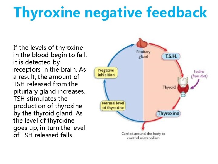 Thyroxine negative feedback If the levels of thyroxine in the blood begin to fall,