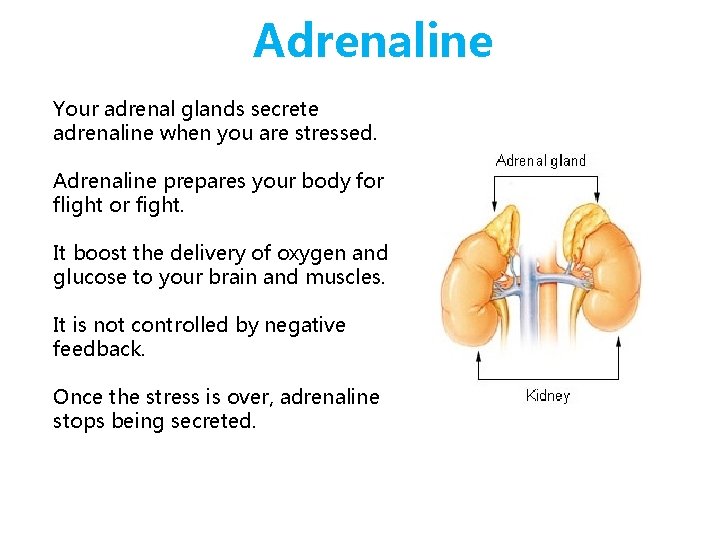 Adrenaline Your adrenal glands secrete adrenaline when you are stressed. Adrenaline prepares your body