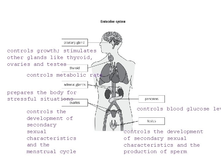 controls growth; stimulates other glands like thyroid, ovaries and testes controls metabolic rate prepares