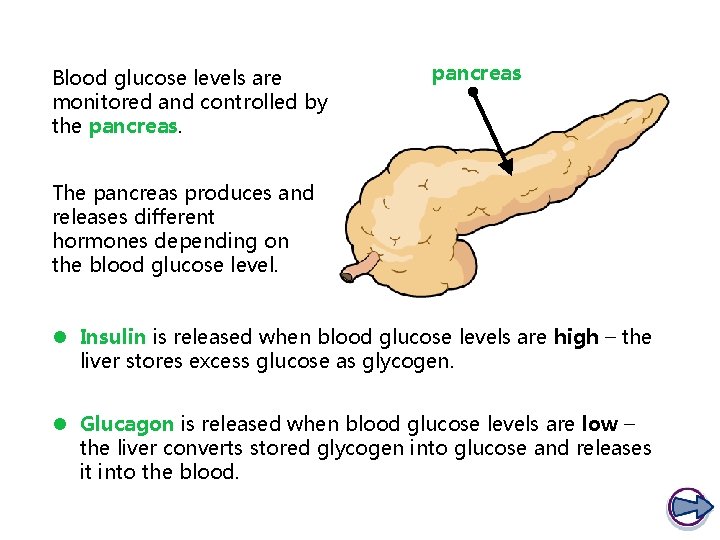 Blood glucose levels are monitored and controlled by the pancreas The pancreas produces and