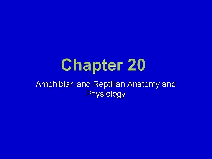 Amphibian and Reptilian Anatomy and Physiology Mosby items and derived items © 2008 by