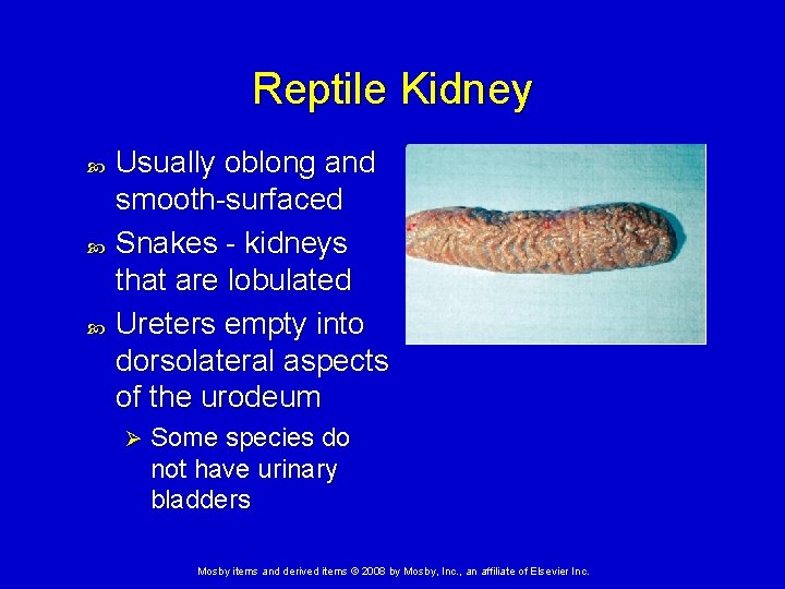 Amphibian and Reptilian Anatomy and Physiology Mosby items