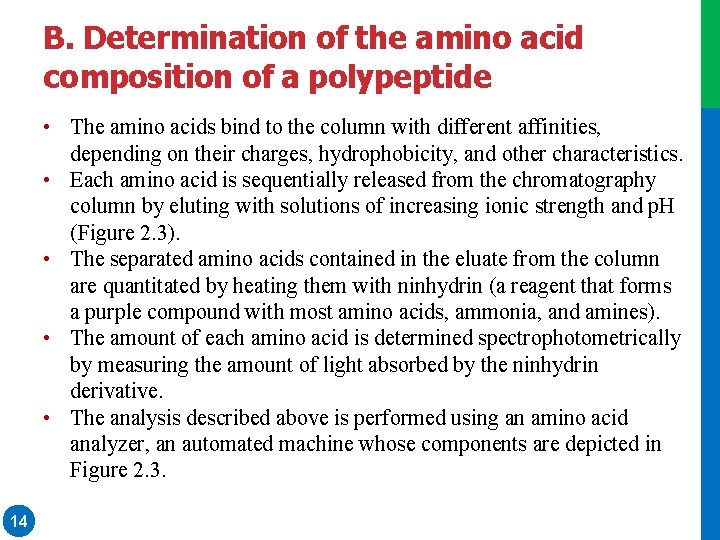 B. Determination of the amino acid composition of a polypeptide • The amino acids B. Determination of the amino acid composition of a polypeptide • The amino acids