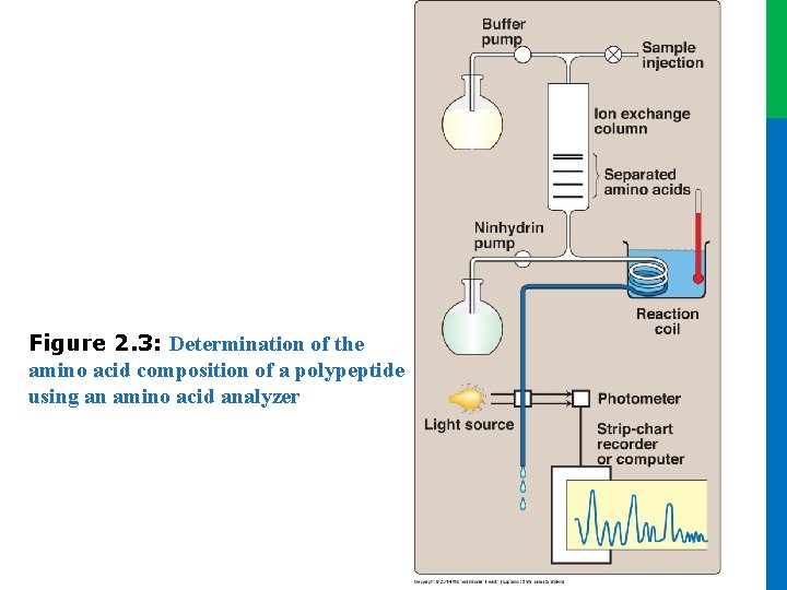 Figure 2. 3: Determination of the amino acid composition of a polypeptide using an Figure 2. 3: Determination of the amino acid composition of a polypeptide using an