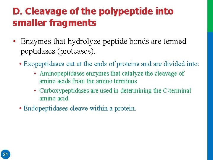 D. Cleavage of the polypeptide into smaller fragments • Enzymes that hydrolyze peptide bonds D. Cleavage of the polypeptide into smaller fragments • Enzymes that hydrolyze peptide bonds