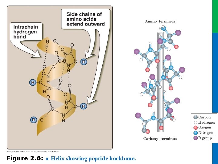 Figure 2. 6: α-Helix showing peptide backbone. Figure 2. 6: α-Helix showing peptide backbone.