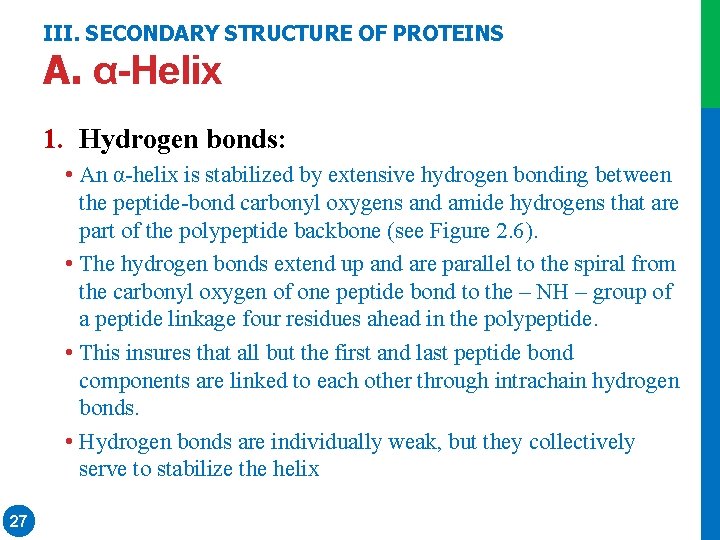 III. SECONDARY STRUCTURE OF PROTEINS A. α-Helix 1. Hydrogen bonds: • An α-helix is III. SECONDARY STRUCTURE OF PROTEINS A. α-Helix 1. Hydrogen bonds: • An α-helix is