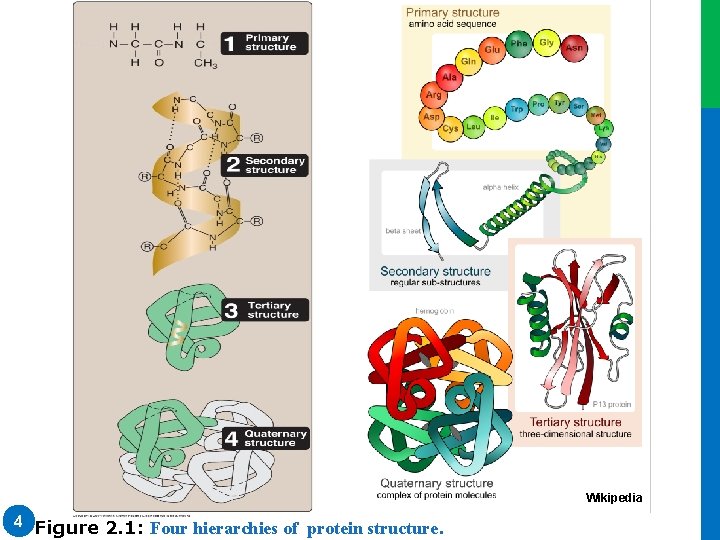 Wikipedia 4 Figure 2. 1: Four hierarchies of protein structure. Wikipedia 4 Figure 2. 1: Four hierarchies of protein structure.