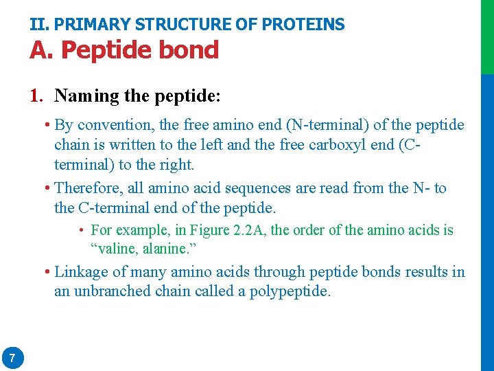 II. PRIMARY STRUCTURE OF PROTEINS A. Peptide bond 1. Naming the peptide: • By II. PRIMARY STRUCTURE OF PROTEINS A. Peptide bond 1. Naming the peptide: • By