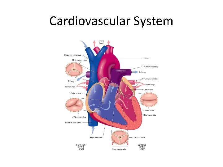 Cardiovascular System 