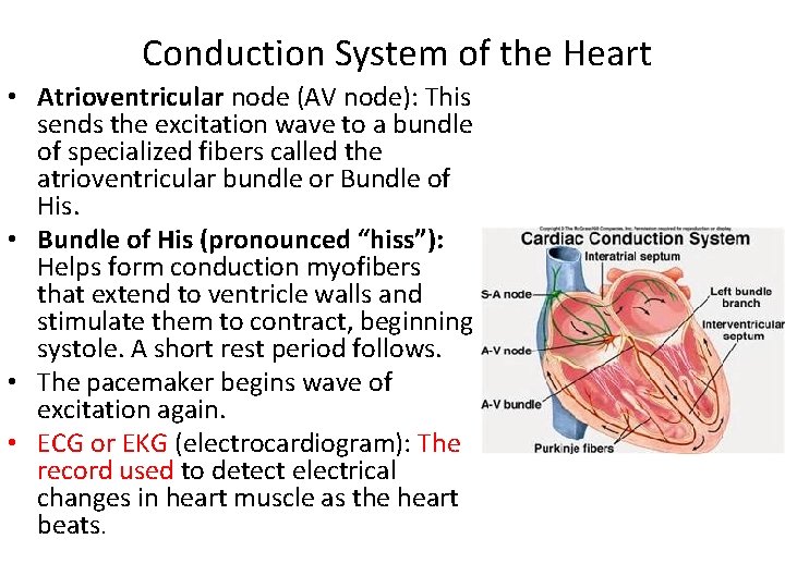 Conduction System of the Heart • Atrioventricular node (AV node): This sends the excitation