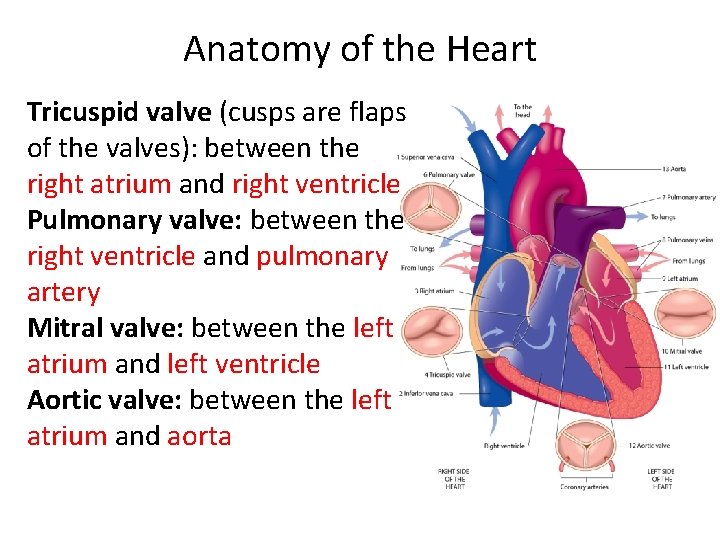 Anatomy of the Heart Tricuspid valve (cusps are flaps of the valves): between the